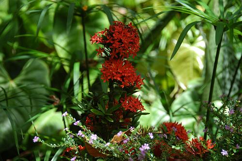 Soufriere Garden